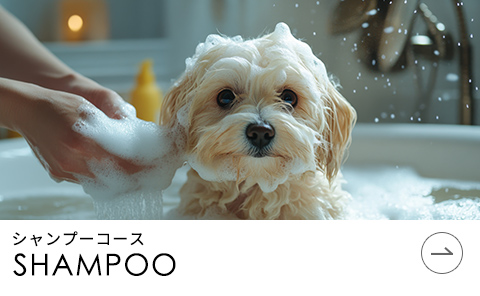SHAMPOO